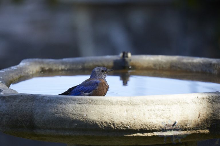 Western Bluebird