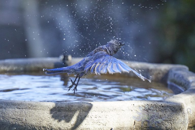 Western Bluebird