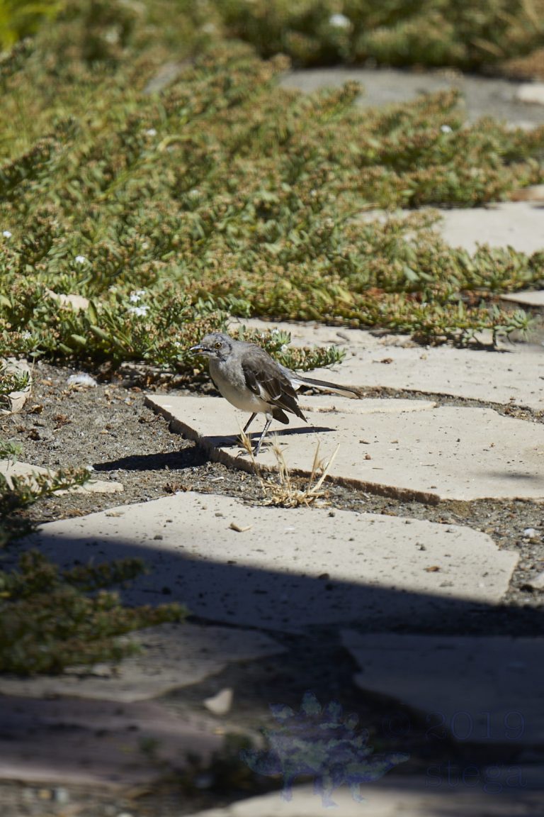 Old School Week: Northern Mockingbird