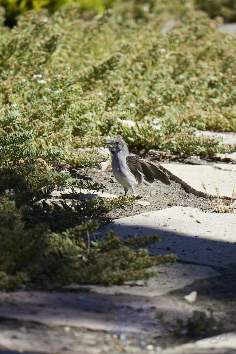 Old School Week: Northern Mockingbird