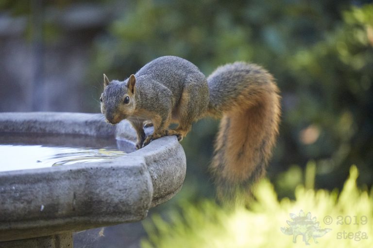 Fox Squirrel