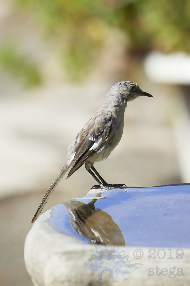 Northern Mockingbird