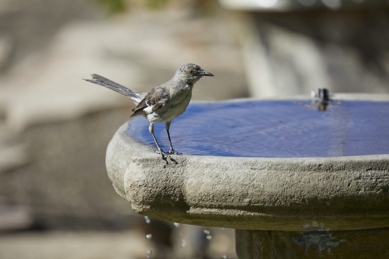 Northern Mockingbird
