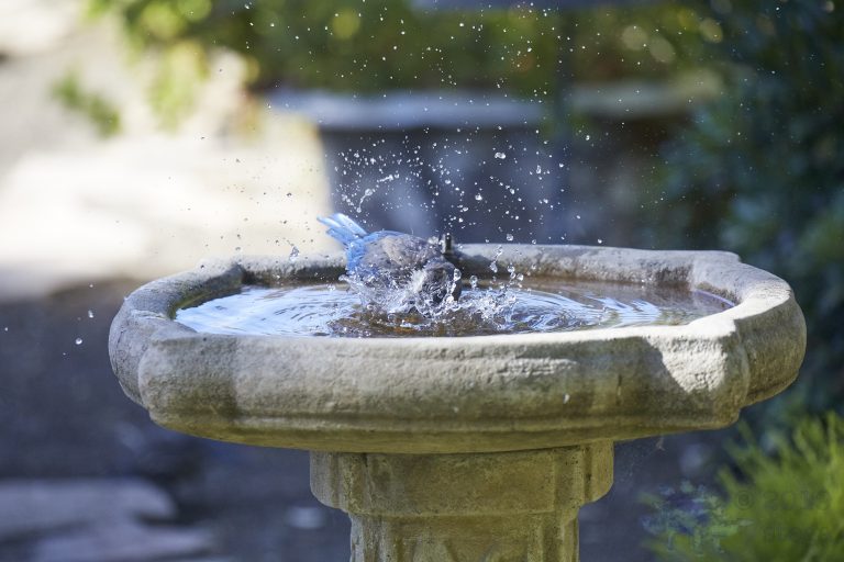 Old School Week: California Scrub Jay