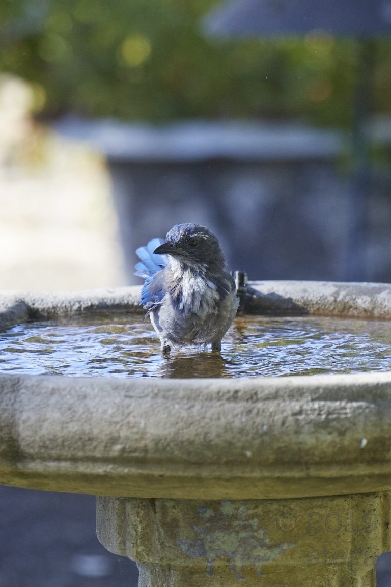 Old School Week: California Scrub Jay