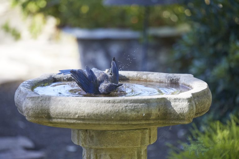 California Scrub Jay (4 Images)