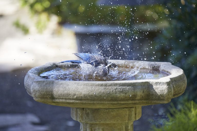 Old School Week: California Scrub Jay