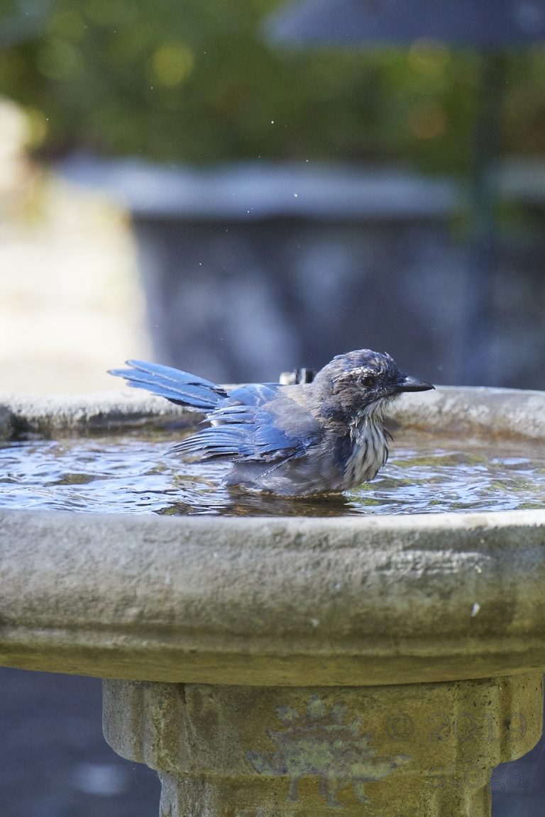 California Scrub Jay