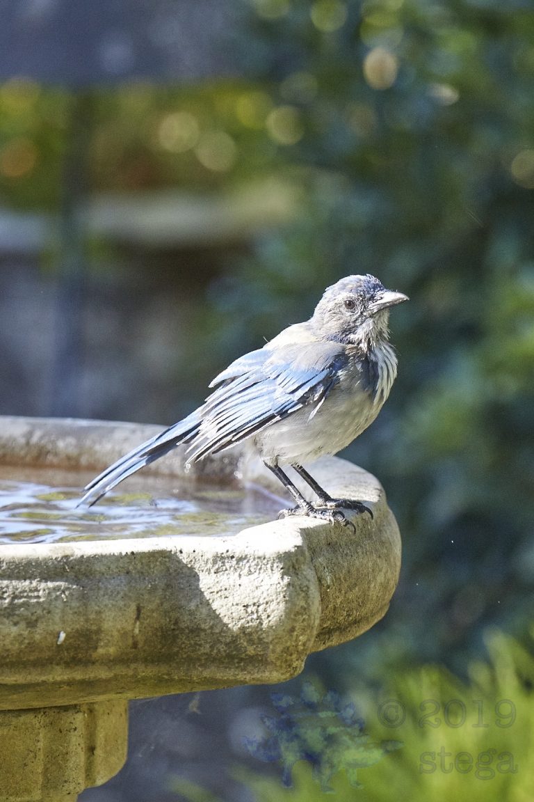 California Scrub Jay