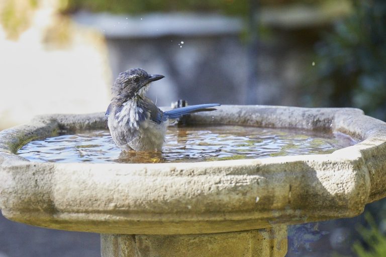 California Scrub Jay (4 Images)