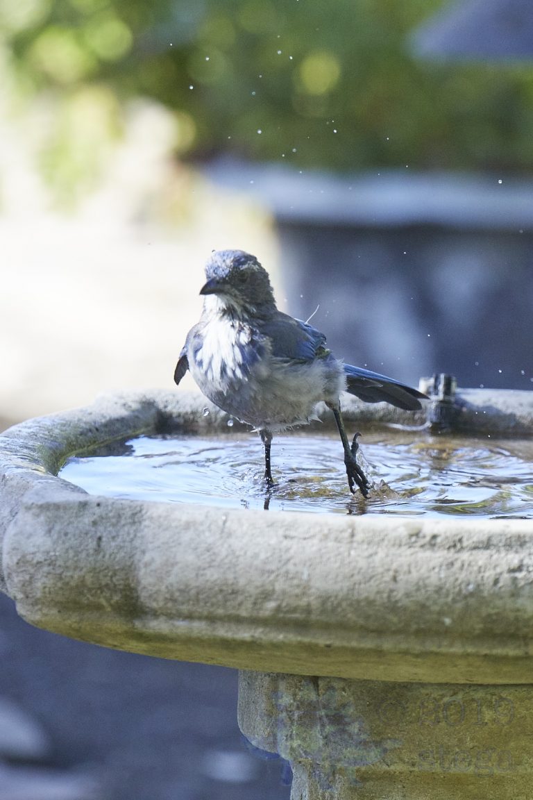 California Scrub Jay