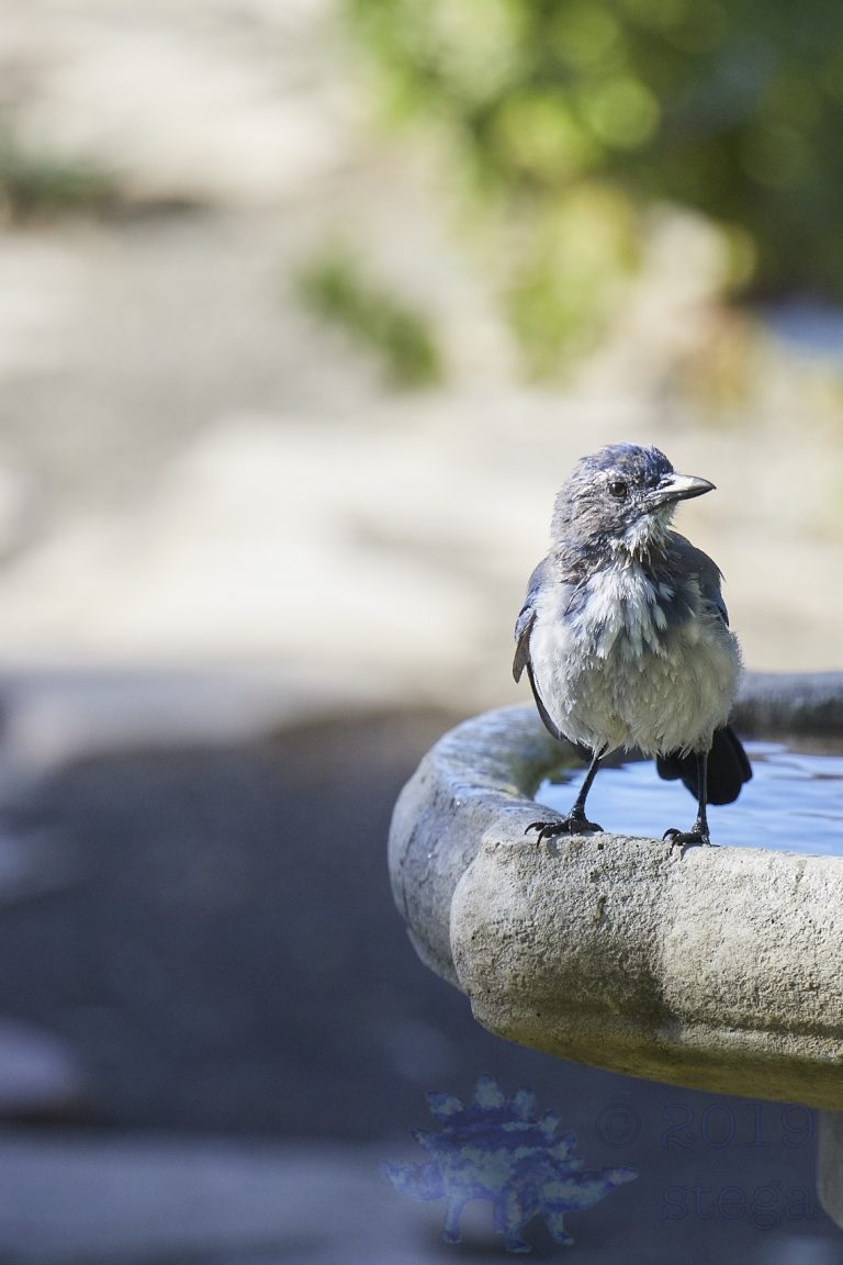 California Scrub Jay