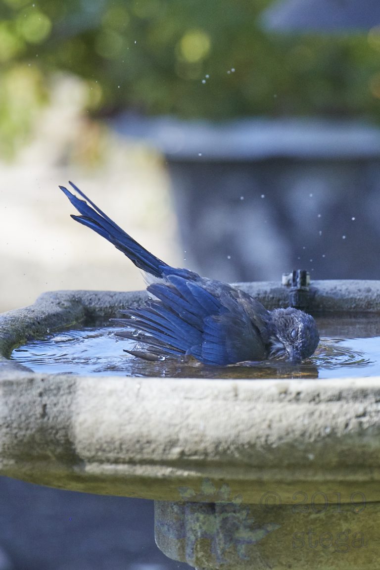 California Scrub Jay