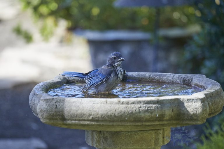 Old School Week: California Scrub Jay