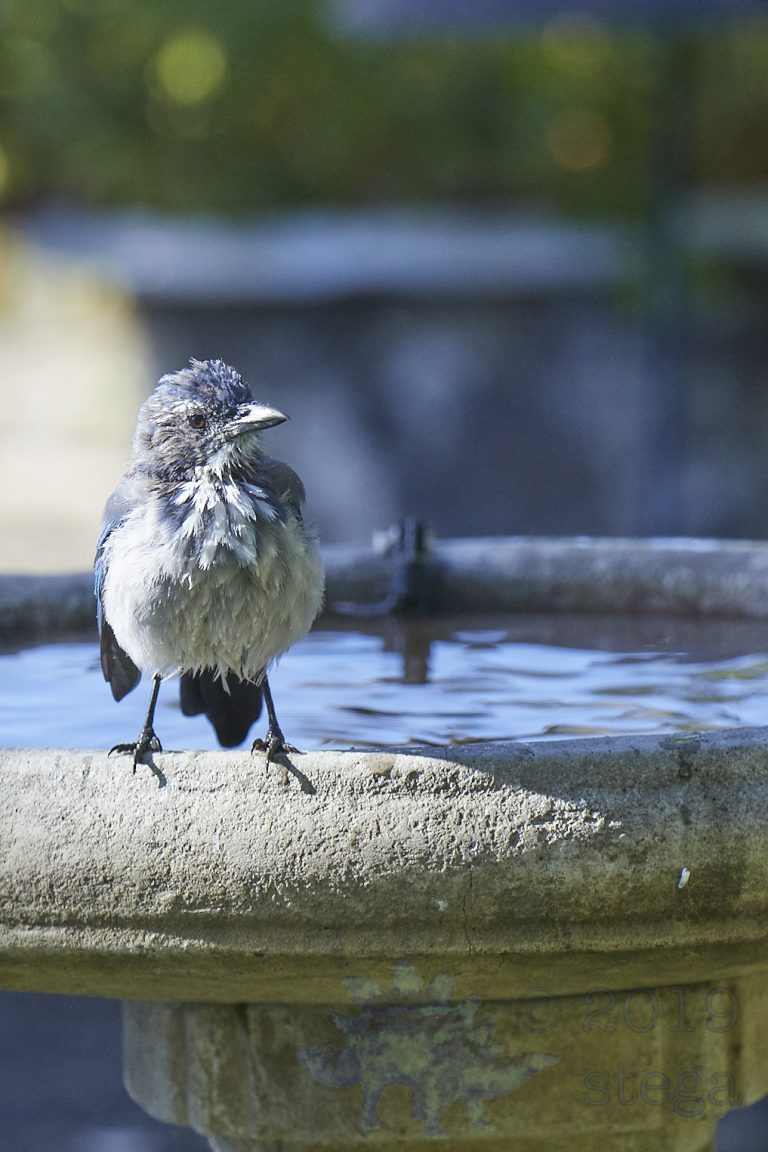 Old School Week: California Scrub Jay