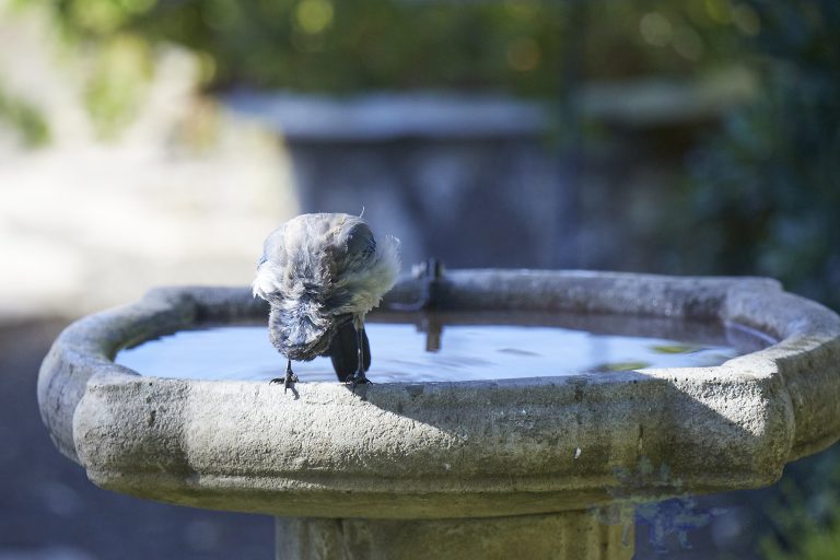 California Scrub Jay