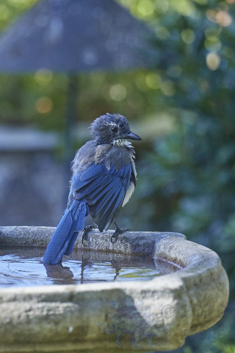 California Scrub Jay