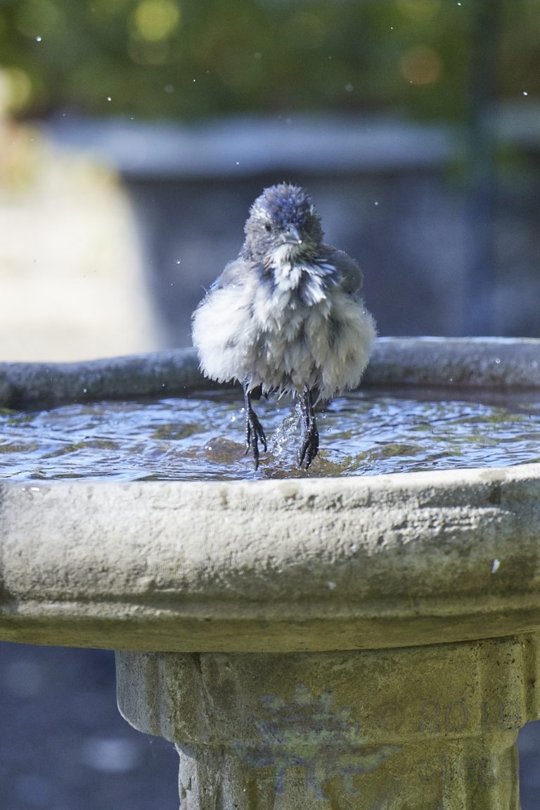 California Scrub Jay