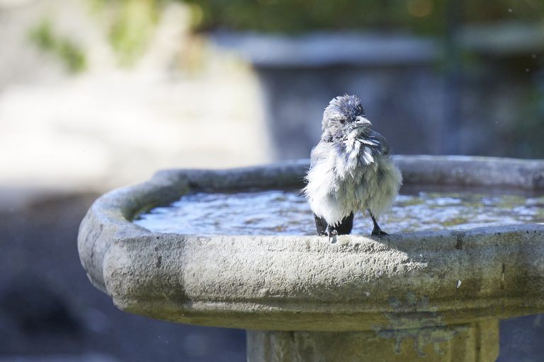 Old School Week: California Scrub Jay