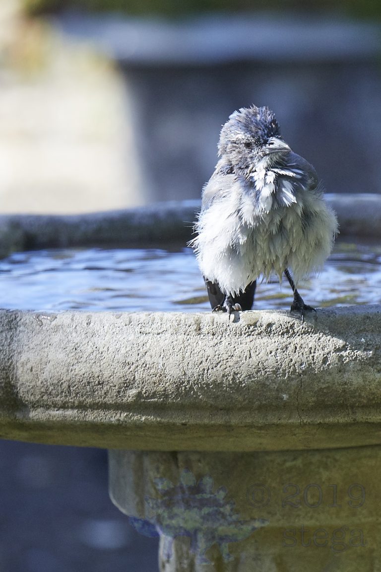 California Scrub Jay