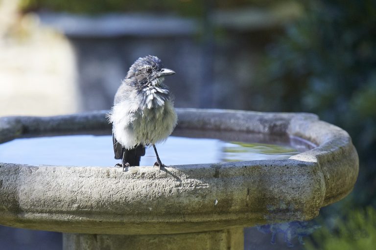Old School Week: California Scrub Jay