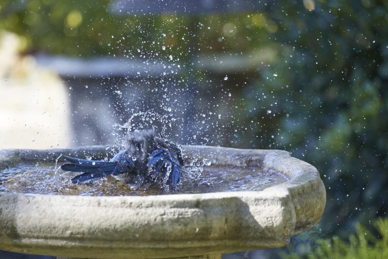 Old School Week: California Scrub Jay