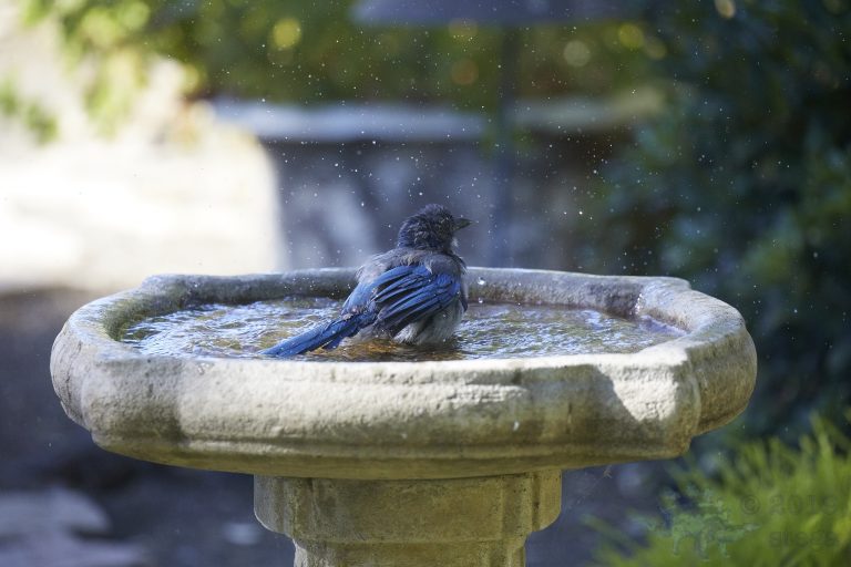 California Scrub Jay (4 Images)