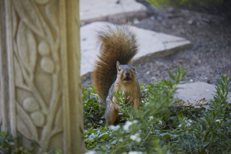 Fox Squirrel