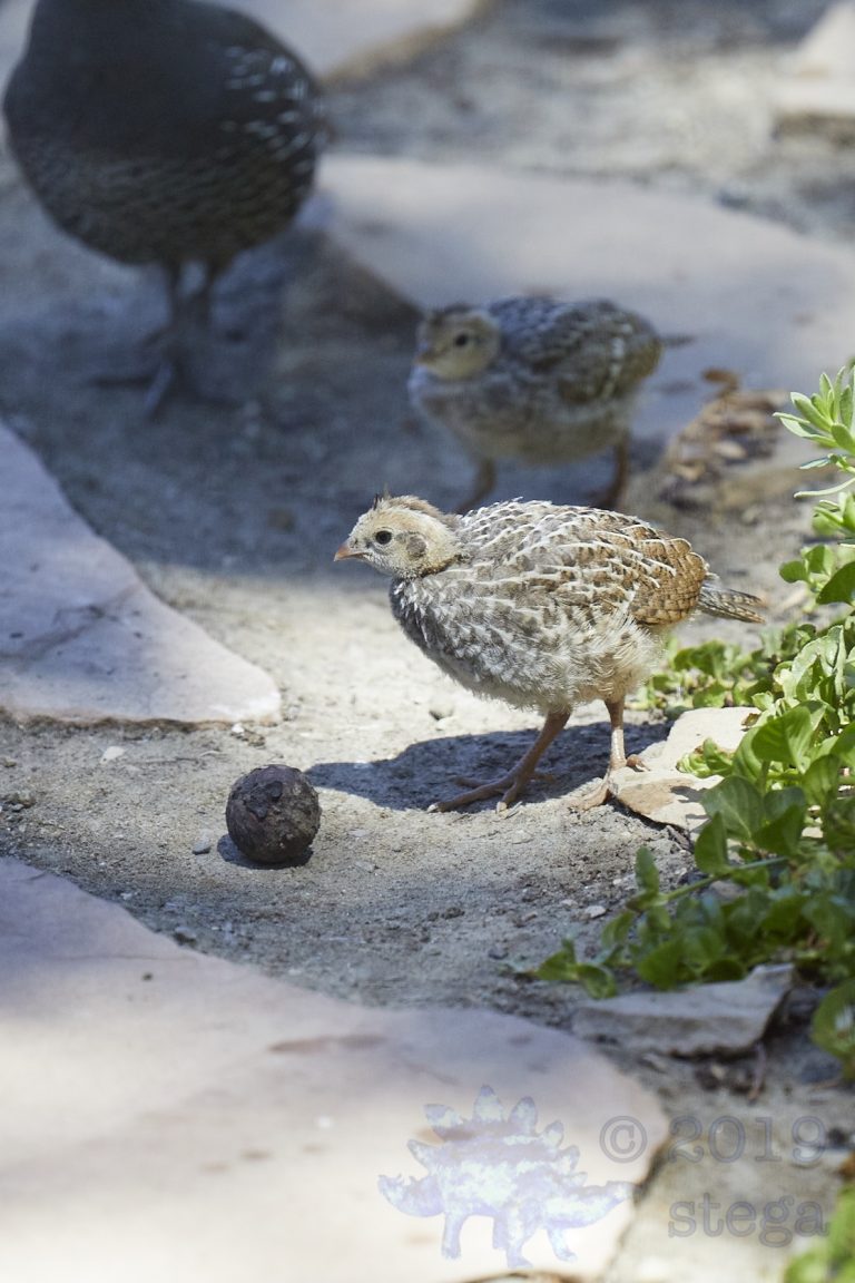 California Quail Chicks