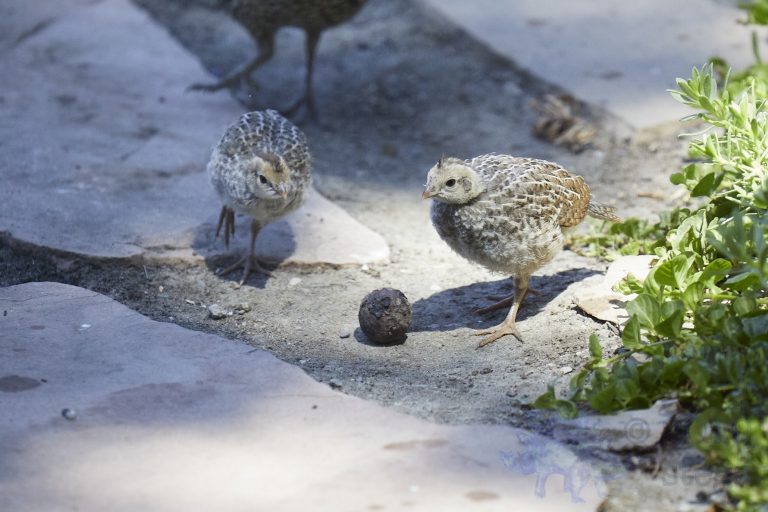 California Quail Chicks