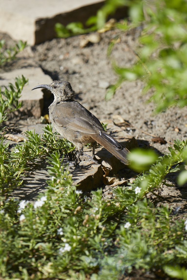 California Thrasher