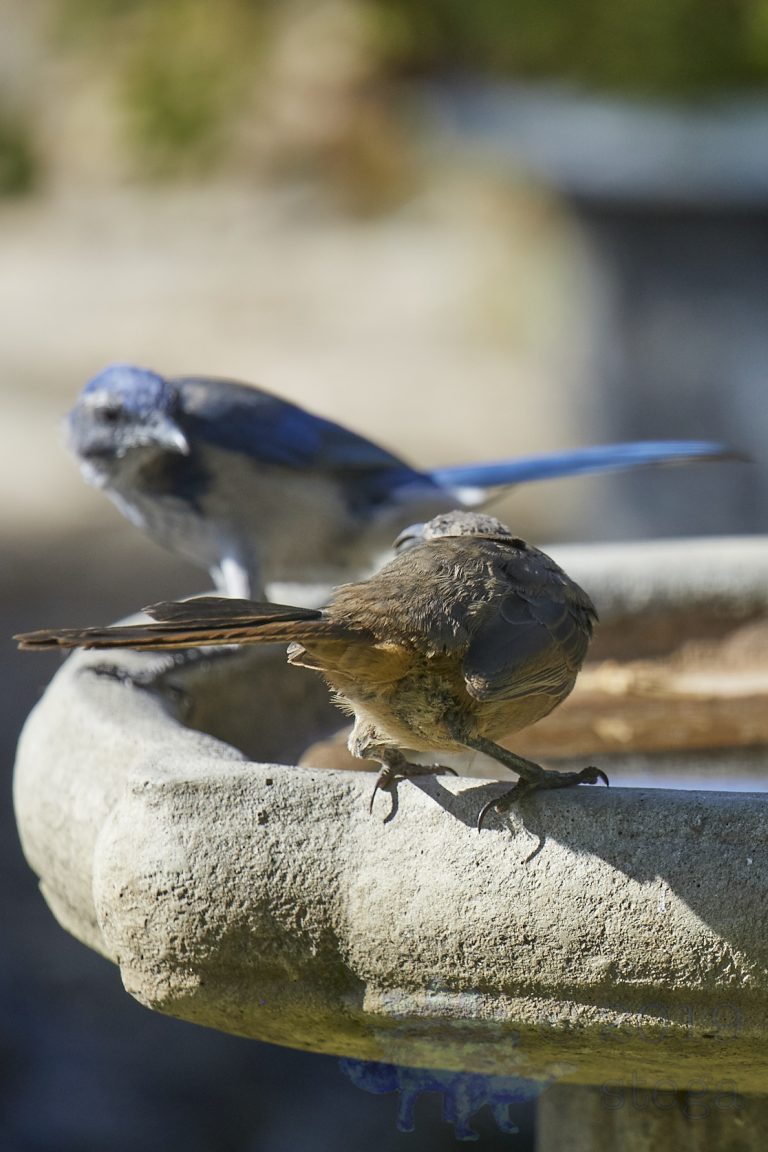 Beak Off
