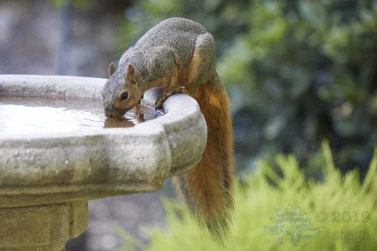 Fox Squirrel