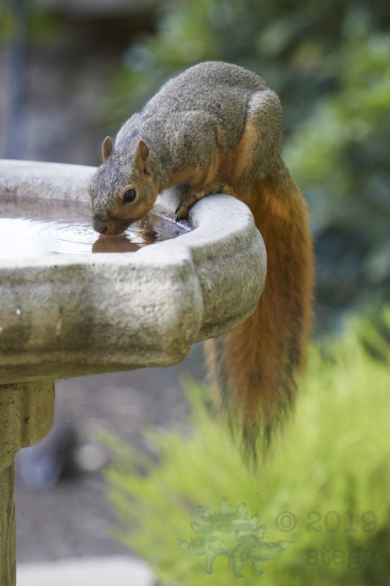 Fox Squirrel