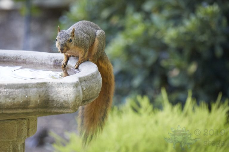 Fox Squirrel