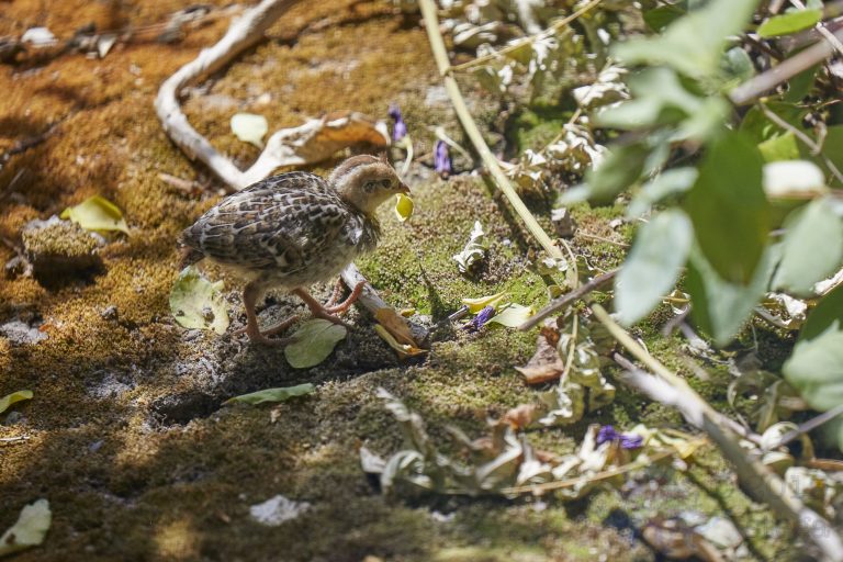 California Quail Chick
