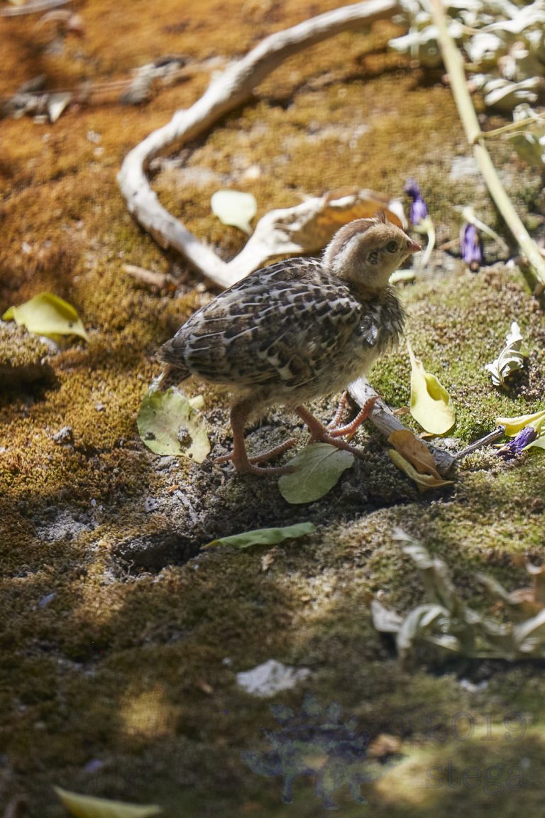 California Quail Chick