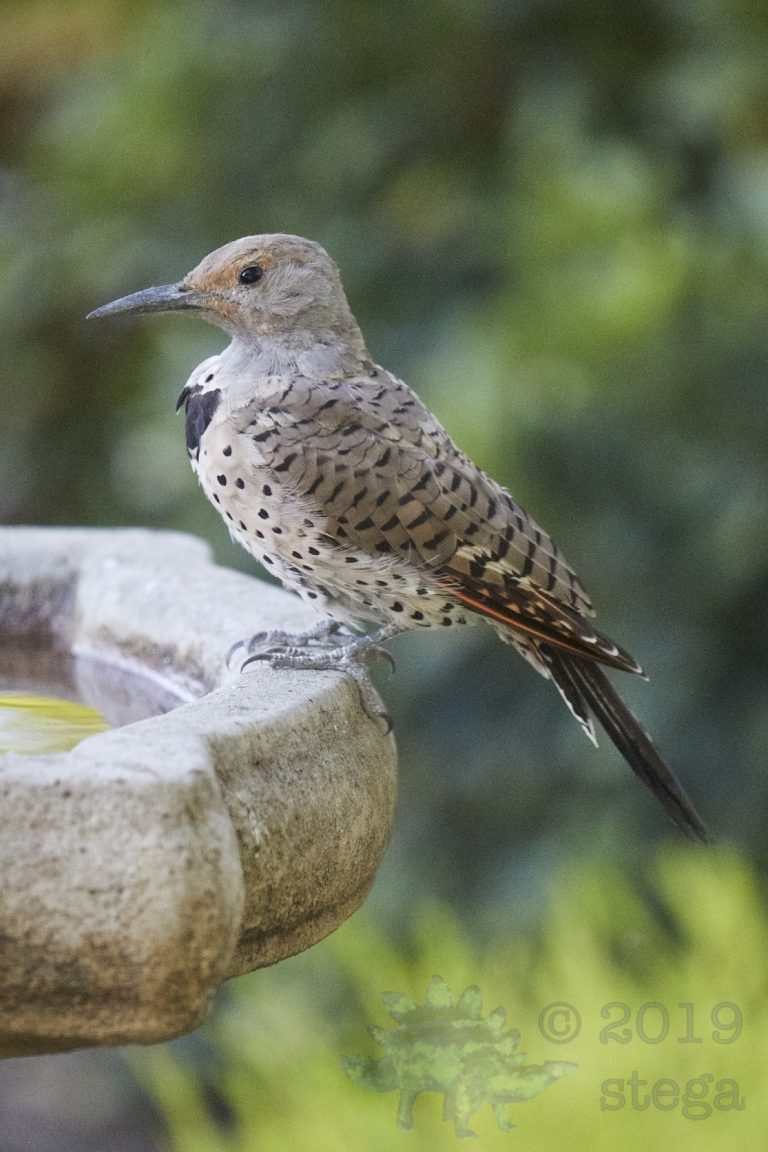 Northern Flicker