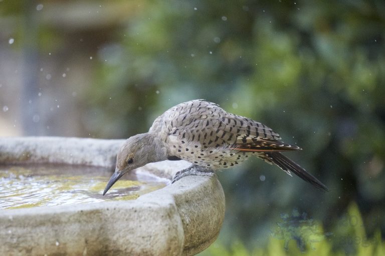 Northern Flicker