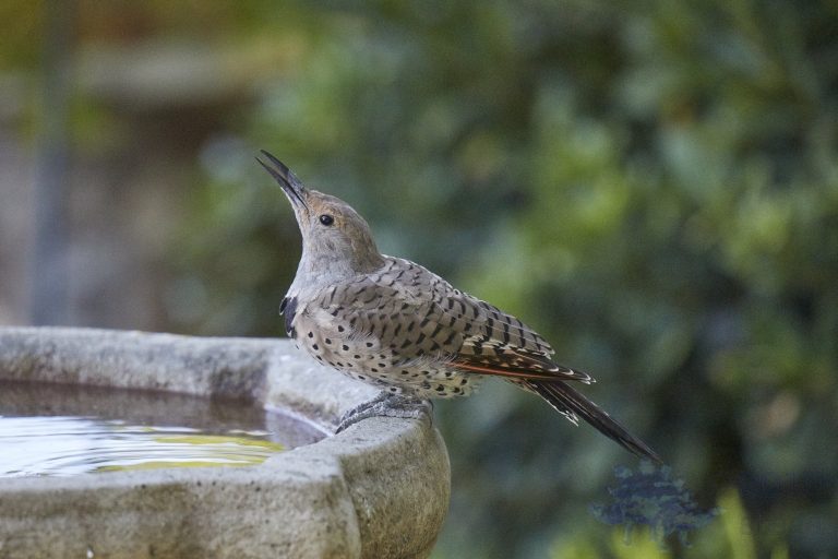 Northern Flicker