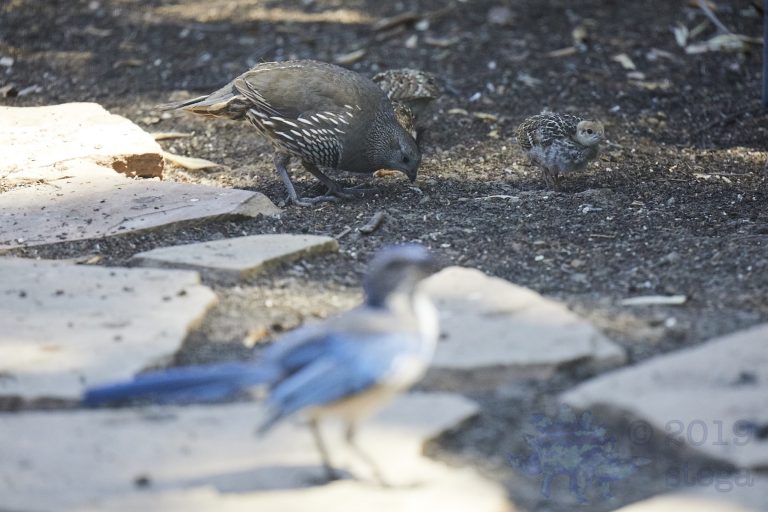 California Quail