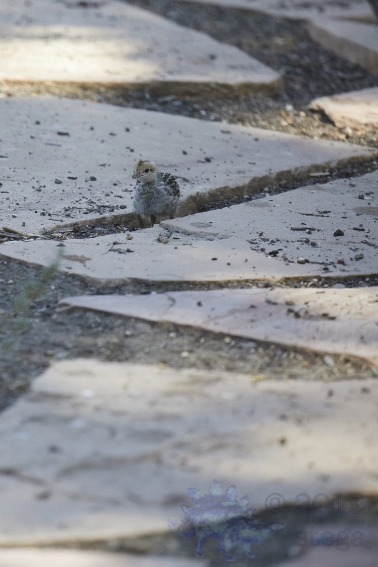 California Quail Chick