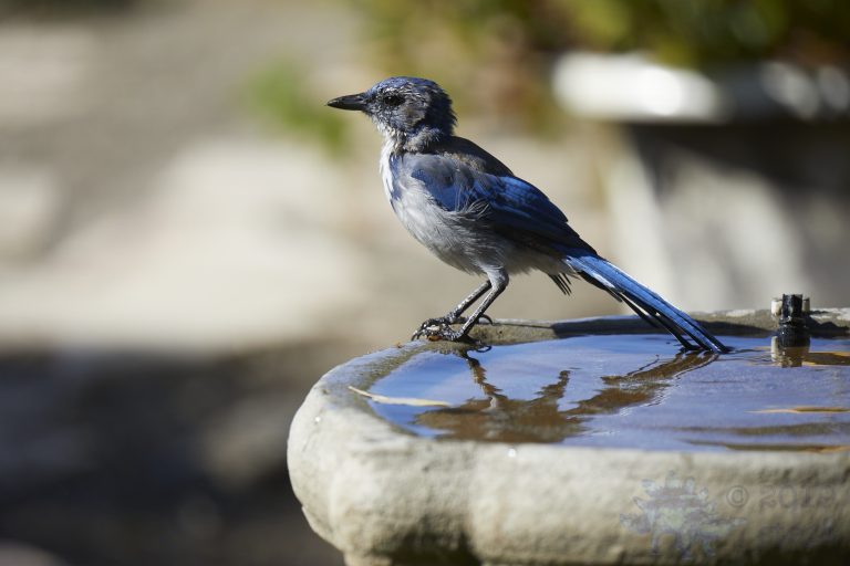 California Scrub Jay Week