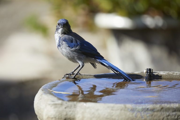California Scrub Jay