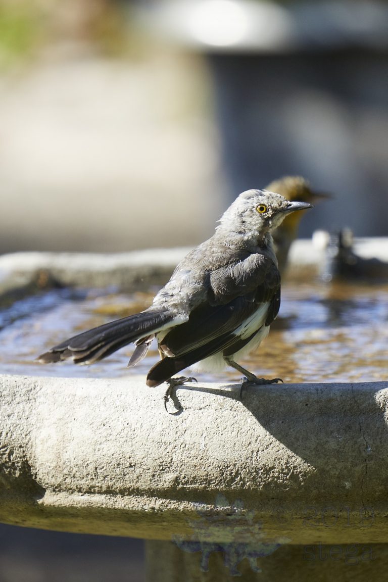 Northern Mockingbird