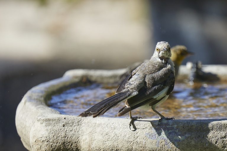 Northern Mockingbird