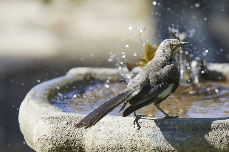Northern Mockingbird