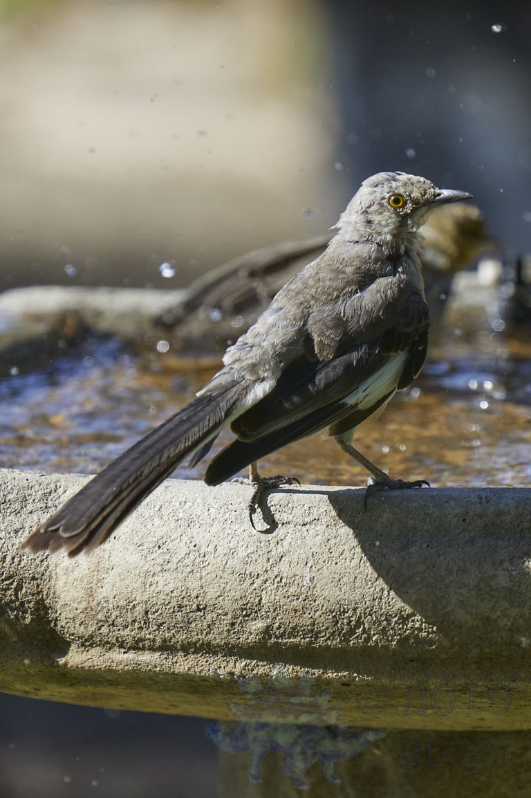 Northern Mockingbird