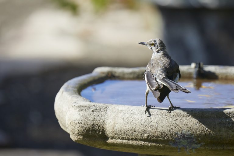 Northern Mockingbird
