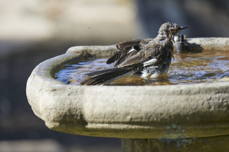 Northern Mockingbird (4 Images)